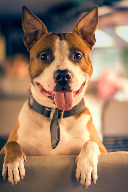 Animal photography