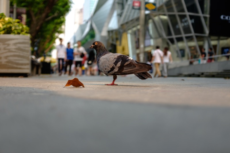 Animal photography