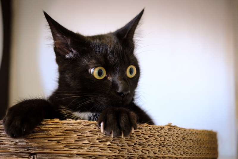 Animal photography